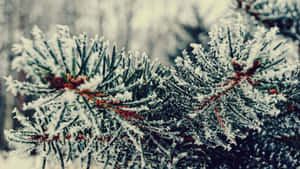 Majestic Winter Trees Covered In Snow Wallpaper