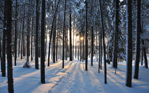 Majestic Winter Trees In A Snowy Landscape Wallpaper