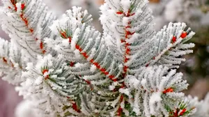 Majestic Winter Trees On A Snowy Day Wallpaper