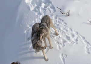 Majestic Winter Wolf Wallpaper