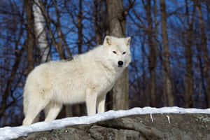 Majestic Winter Wolf Wallpaper