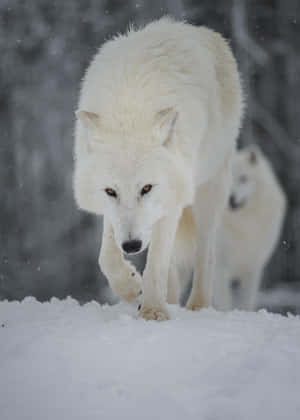 Majestic Winter Wolf Wallpaper