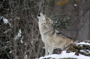 Majestic Winter Wolf Wallpaper