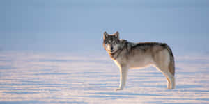 Majestic Winter Wolf Wallpaper