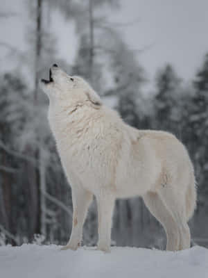 Majestic Winter Wolf Wallpaper