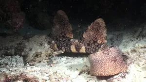 Majestic Wobbegong Shark Swimming Deep Into The Sea Wallpaper