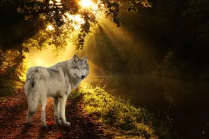 Majestic Wolf Amidst Colorful Autumn Foliage Wallpaper