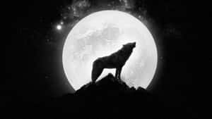 Majestic Wolf Basking In The Moonlight Wallpaper