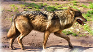 Majestic Wolf Basking In The Summer Sun Wallpaper