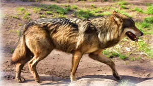 Majestic Wolf Basking In The Summer Sun Wallpaper