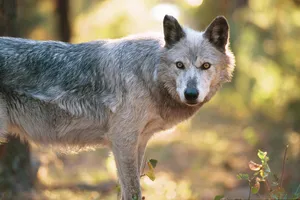 Majestic Wolf Basking In The Summer Sun Wallpaper