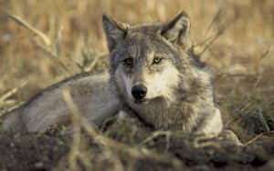 Majestic Wolf Basking In The Warm Summer Sun Wallpaper