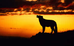 Majestic Wolf Basking In The Warmth Of A Golden Sunset Wallpaper