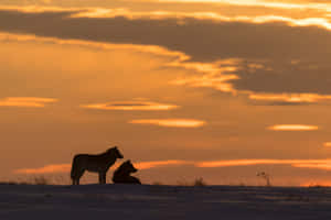 Majestic Wolf During A Stunning Sunset Wallpaper