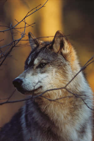 Majestic Wolf Embracing The Autumn Wilderness Wallpaper