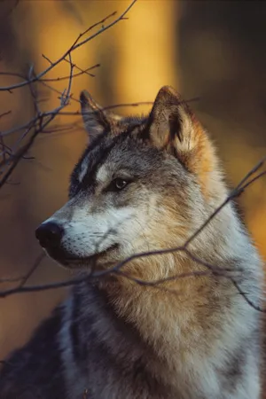 Majestic Wolf Embracing The Autumn Wilderness Wallpaper