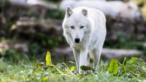 Majestic Wolf In A Lush Summer Forest Wallpaper