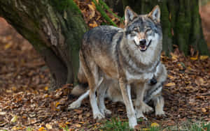 Majestic Wolf In A Serene Autumn Forest Wallpaper