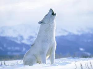 Majestic Wolf In A Snow-covered Landscape Wallpaper
