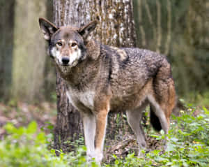 Majestic Wolf In A Snowy Forest Wallpaper