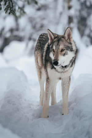 Majestic Wolf In A Snowy Winter Landscape Wallpaper