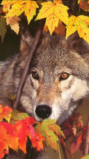 Majestic Wolf In Autumn Forest Wallpaper