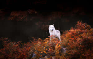 Majestic Wolf In Autumn Forest Wallpaper