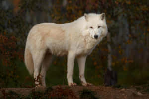 Majestic Wolf In Autumn Forest Wallpaper