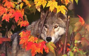 Majestic Wolf In Autumn Forest Wallpaper