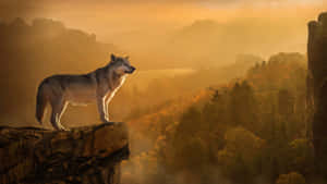 Majestic Wolf In Autumn Forest Wallpaper