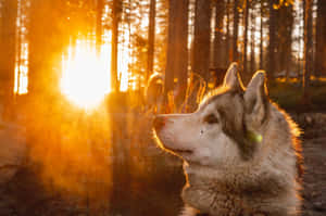 Majestic Wolf In Autumn Forest Wallpaper