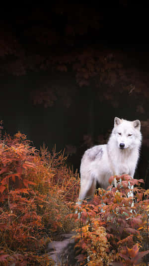 Majestic Wolf In Autumn Forest Wallpaper