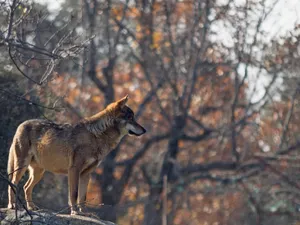 Majestic Wolf In Autumn Forest Wallpaper
