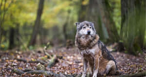 Majestic Wolf In Enchanting Forest Wallpaper