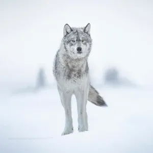 Majestic Wolf In Forest Wallpaper