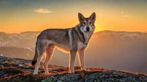 Majestic Wolf In Glowing Sunset Wallpaper