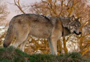 Majestic Wolf In Lush Green Forest Wallpaper