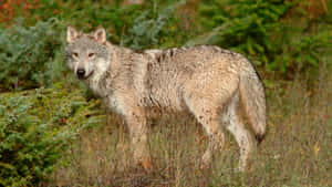 Majestic Wolf In Lush Green Forest Wallpaper