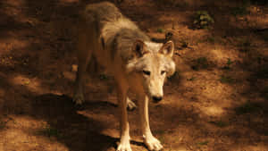 Majestic Wolf In Lush Summer Forest Wallpaper