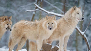 Majestic Wolf In Snowy Landscape Wallpaper