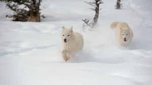 Majestic Wolf In Snowy Wilderness Wallpaper