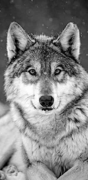 Majestic Wolf In Snowy Wilderness Wallpaper