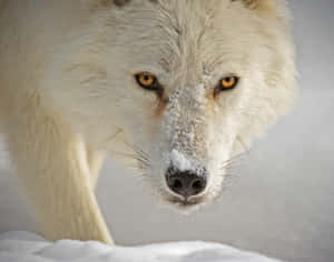 Majestic Wolf In Snowy Wilderness Wallpaper