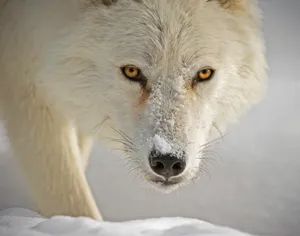 Majestic Wolf In Snowy Wilderness Wallpaper