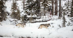 Majestic Wolf In Snowy Wilderness Wallpaper