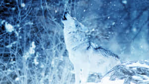 Majestic Wolf In Snowy Wilderness Wallpaper