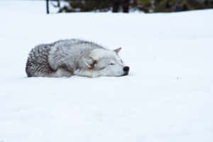 Majestic Wolf In Snowy Wilderness Wallpaper