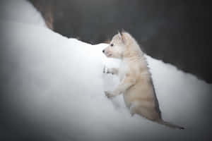 Majestic Wolf In Snowy Wilderness Wallpaper