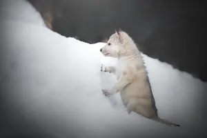 Majestic Wolf In Snowy Wilderness Wallpaper
