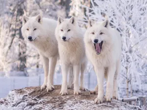 Majestic Wolf In Snowy Winter Forest Wallpaper